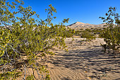 Creosote bush (Larrea tridentata), Mojave national reserve. California. S.W. USA, N.W. Mexico