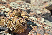 Black-tailed rattlesnake (Crotalus molossus), Young, Chiricahua mountains. Arizona.