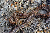Mohave Glossy Snake (Arizona elegans candida), Panamint mountains. California