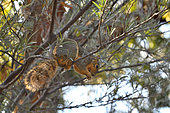 Esatern fox squirrel (Sciurus niger). San Diego, California, Invasiv species E. USA Introduced in California.