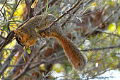 Esatern fox squirrel (Sciurus niger). San Diego, California, Invasiv species E. USA Introduced in California.