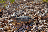 Round-Tailed Horned Lizard (Phrynosoma modestum), Near San Simon, Arizona