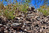 Round-Tailed Horned Lizard (Phrynosoma modestum) Near San Simon, Arizona.