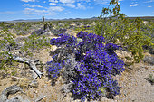 Mojave indigo bush (Psorothamnus arborescens) in bloom, Mojave national reserve, California.