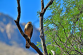 Cooper's hawk (Accipiter cooperii) N. America. Catalina state park. Arizona