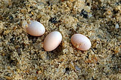 Eggs of the Catalan Lizard (Podarcis liolepis), Gard, France