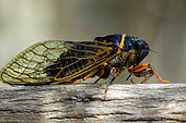 Cotton cicada (Tibicina tomentosa), Gard, France