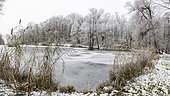 Merrey pond in winter, Bouxières aux Dames, Lorraine, France