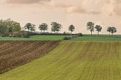 Agricultural landscape, Foret de la Reine, Lorraine, France