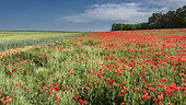 Countryside landscape and poppy field towards Jaillon, Lorraine, France