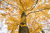 Common beech (Fagus sylvatica) in autumn, Bouxières-aux-dames, Lorraine, France