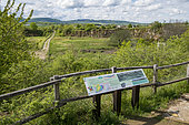 Cuesta landscape, Geological National Nature Reserve of Hettange-Grande, Lorraine, France