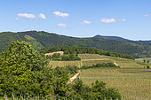 Paysage de la plaine d'Alsace depuis la nécropole nationale de Sigolsheim, collines sous-vosgiennes et vignoble alsacien, France