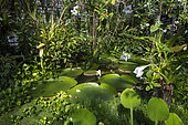 Giant Water Lily (Victoria amazonica) and Water Hyacinth (Eichhornia crassipes) in the Victoria Greenhouse of Aquatic Tropical Plants, Jean-Marie Pelt Botanical Garden, Nancy, Lorraine, France