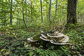 Undergrowth with mushrooms, Polypore on a stump, Bouxières-aux-dames, Lorraine, France