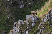Chamois (Rupicapra rupicapra) on rock, Hautes Chaumes, Col du Falimont, Hohneck, Vosges, France