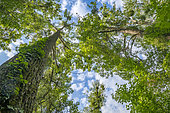 Black poplar (Populus nigra), nature reserve of the Rhine island of Rohrschollen, Alsace, France