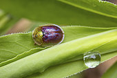 Tortoise beetle (Cassida azurea), in situ, after the rain, Clermont-Ferrand, Auvergne, France