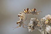 Golden Egg Bug (Phyllomorpha laciniata) mating with eggs, Platja Grifeu, Spain