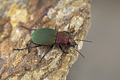 Ground beetle (Chlaenius dives), Lliurona, Spain