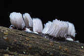 Slime mould (Stemonitis sp) on wood, Rennes-les-Bains, France