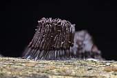 Slime mould (Stemonitis sp) on wood, Rennes-les-Bains, France