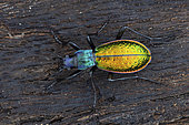 Golden beetle (Carabus -Chrysocarabus- rutilans opulentus natio turbonensis), mâle, Turbón, Spain