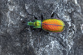 Golden beetle (Carabus -Chrysocarabus- rutilans perignitus, male, Ordino, Andorra