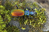 Golden beetle (Carabus -Chrysocarabus- rutilans opulentus natio turbonensis), mâle, Turbón, Spain