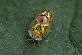 Tortoise beetle (Cassida subreticulata) mating, Condat-sur-Vézère, France