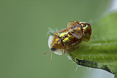 Tortoise beetle (Cassida subreticulata) mating, Condat-sur-Vézère, France