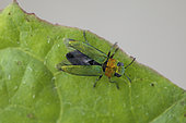 Jewel beetle (Anthaxia nitidula), female, Monnetier, France