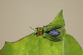 Jewel beetle (Anthaxia nitidula), female, Monnetier, France