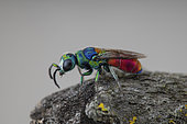 Cuckoo wasp (Chrysis scutellaris), Aix-en-Provence, France
