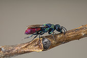 Cuckoo wasp (Chrysis mixta), Aix en Provence, France