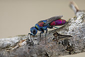 Cuckoo wasp (Chrysis grohmanni), Aix en Provence, France