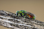 Cuckoo wasp (Chrysis chrysoprasina), Aix en Provence, France