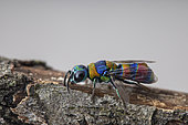 Cuckoo wasp (Chrysis semicincta)Aix en Provence, France