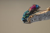 Cuckoo wasp (Pseudochrysis humboldti), Aix en Provence, France