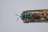 Cuckoo wasp (Pseudochrysis humboldti), Aix en Provence, France