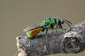 Cuckoo wasp (Chrysis chrysoprasina), Aix en Provence, France
