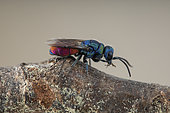 Cuckoo wasp (Chrysis sybarita), Aix en Provence, France
