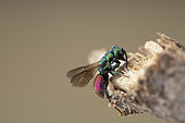 Cuckoo Wasp (Hedychrum longicolle), Aix en Provence, France