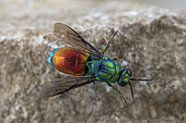 Cuckoo wasp (Stilbum calens), Ferrières-les-Verreries, Hérault, France