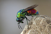 Cuckoo wasp (Stilbum calens), Ferrières-les-Verreries, Hérault, France