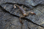 Pyrenean blind scorpion (Belisarius xambeui), E. Pyrenees, France