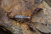 Pyrenean blind scorpion (Belisarius xambeui), E. Pyrenees, France
