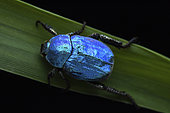 blue scarab beetle (Hoplia coerulea), male, Orleans, France