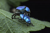 blue scarab beetle (Hoplia coerulea), males, Orleans, France