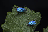 blue scarab beetle (Hoplia coerulea), males, Orleans, France